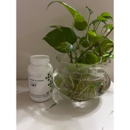 shaklee Alfalfa Complex (330 Tablets)