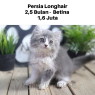 Good Persia Longhair Kitten Lucu Gemas Anak Kucing Persia Best Seller