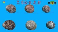 【寶物石坊】貝殼084~綜合蠑螺1顆1元~沒有經過加工處理~寄居蟹換殼~魚缸造景~diy材料包＃公仔 funko pop