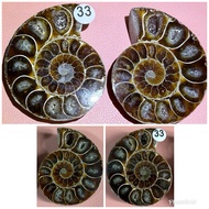 Ammolite/ Slice Ammolite/ Fossil/ 班彩缧