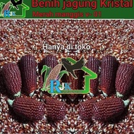 Benih jagung kristal Merah manggis