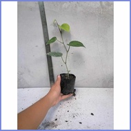 ◷ ◫ Native Paminta | Black Pepper Live Plant | Rooted cuttings