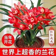 Potted Balcony Orchid Evergreen Easy to Live and Easy to Raise Four Seasons Flowering Green Plants Famous Fragrant Orchi