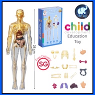 Human Body Skeleton Toy For Kids Science Human Model & Education Toy