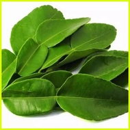 ♞Lime Leaves KAFFIR LIME 25g