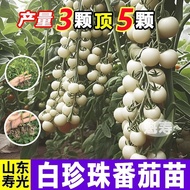Seeds Tomato Seeds White Pearls Cherry Seeds Seeds White Sugar Potted Seeds Seeds Tomatoes Virgin Fr