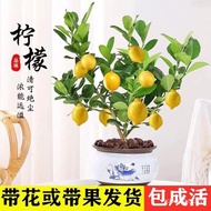 (热销中)四季无籽香水柠檬树苗清香柠檬南方北方阳台种植当年结果水果苗子(现货) EL1W