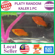 LIVE FISH PLATY RANDOM COLOUR