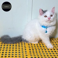 Kucing Anggora - Kucing Persia