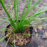 Bibit Daun Bawang Kucai bibit kucai bibit bawang kucai tanaman herbal tanaman obat