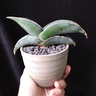 香蕉虎尾蘭  正版   肥厚短葉 Sansevieria Ehrenbergii 'Banana'Rare  Snake plant 易種/耐陰  生長緩慢 多肉植物 連盆 盆栽 Potted   耐
