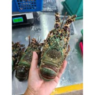 BOSTON LOBSTER SUPPLY