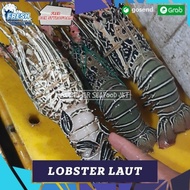 Lobster Air Asin 1Kg / Lobster Laut / Lobster Pakistan / Lobster Isi 3