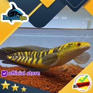 Ikan Hias Gabus Channa Yellow Sentarum YS XL Aquarium Aquascape