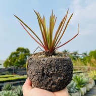 Rainxpluie 知雨若泥 多肉植物•龍舌蘭•Agave striata