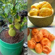 Anak pokok cempedak durian hybrid / hybrid cempedak durian plant / 小榴梿菠萝蜜幼苗