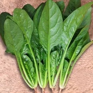 [Seed Three] 1000PCS Baby Spinach seeds/大叶菠菜种子