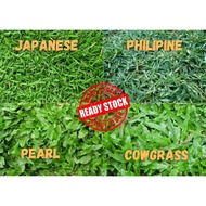 Rumput Murah Karpet Hidup / Carpet Grass / Japanese Grass / CowGrass / Philipine Grass / Rumput Hidu