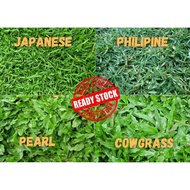 Rumput Murah Karpet Hidup / Carpet Grass / Japanese Grass / CowGrass / Philipine Grass / Rumput Hidu