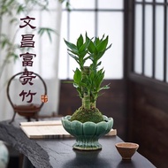 Hydroponic Lucky Bamboo Wenchang Bamboo Guanyin Bamboo Potted Green Plant Bamboo Plant Hydroponic In