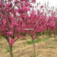 Ready Stock Quick Shipment Begonia Seeds Sifu Begonia Seeds Dangling Begonia Seeds Begonia Fruit Orn