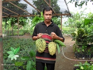 BIBIT SRIKAYA DURIAN BIRIBA OKULASI CEPAT BERBUAH / TANAMAN SRIKAYA NANAS / POHON BUAH DALAM POT