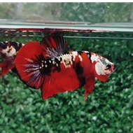 untuk hiasan akhuarium bahanan top red koi cooper