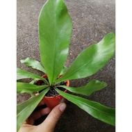 anak pokok langsuir hidup