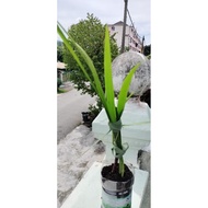 Pokok Herba Bawang Dayak, Bawang Berlian dalam bekas