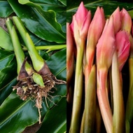 1 Anak Pokok Bunga Kantan Merah Jambu sekali siap akar Rizom untuk ditanam semula