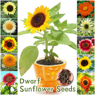 ปลูกง่าย เมล็ดสด100% เมล็ดพันธุ์ ทานตะวันแคระ บรรจุ 30 เมล็ด Dwarf Sunflower Seed เมล็ดดอกไม้ ดอกทานตะวัน บอนสีราคาถูก เมล็ดบอนสี ต้นไม้มงคล บอนสี ดอกไม้ปลูกสวยๆ เมล็ดพันธุ์ดอกไม้ ไม้ประดับ ไม้ดอก พันธุ์ดอกไม้ ดอกไม้ปลูก แต่งบ้านและสวน Seeds for planting