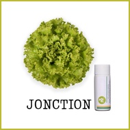 └ ╯ ﹍ Rijk Zwaan Lettuce Pelletized 100 Seeds | Nutrihydro