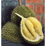 Anak Pokok Durian Kim Hong D198