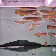 ikan arwana Golden Red