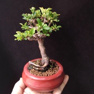 日本紅花一號長壽梅  獨幹老樁 小盆景❇️  連盆  Plant Bonsai 植物  盆栽 年花 小樹 花草 實拍 禮物 gift  "Chaenomeles Japonica"