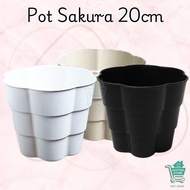 BUNTON Premium Sakura Pot, Durable, Sturdy Seedling Container and Available in 4 Bottom Holes, Seedl