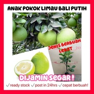 Rina • anak pokok limau bali putih cepat berbuah hybrid fruit sapling Malaysia citrus grandis pomelo white flesh