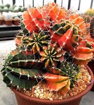 30 เมล็ด ยิมโนด่าง Gymnocalycium mihanovichii variegata เมล็ดกระบองเพชร แคคตัส Cactus.