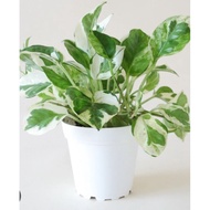 Pothos Njoy /Marble Queen/Green / Golden Potho cutting 20cm 花叶绿萝剪枝 Keratan Pothos Njoy
