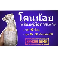 ก้อนเชื้อ เห็ดโคนน้อย 10 ก้อน ( ชุด 20 และ 30 ก้อน ส่งฟรี ) เห็ดโคนน้อย พร้อมเปิดอดอก ได้เลย มีคู่มือการเพาะ