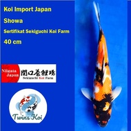 Ikan Koi Jumbo Import Showa Sekiguchi Koi Farm Japan 45cm