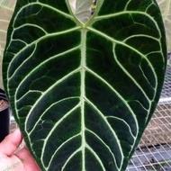 Anthurium Regale Strips