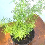 tanaman hias asparagus myriocladus/pakis qrisdoren
