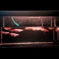 Miliki Ikan Arwana/Arowana Super Red Baby 10Cm