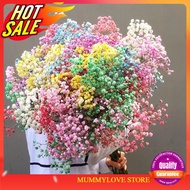 10 Pcs Flower Seed Gypsophila Biji Benih Gypsophila花种子满天星 Ready Stock Sarawak