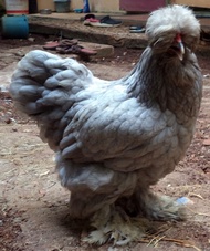 Ayam brahma Park blue betina ( real foto dan video )