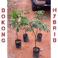 Pokok Dokong kawin (hybrid) thai murah/ pokok dokong cepat berbuah