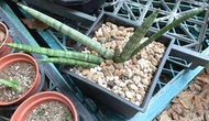 佛手虎尾蘭 5寸盆 棒狀葉 多肉植物 綠化觀賞植栽 室內外植物 觀賞療癒植栽