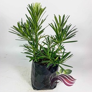 [Bonsai] Podocarpus Macrophyllus 罗汉松 by LS Group