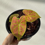 Caladium New Wave/ Pokok keladi pink / rasberry/ Caladium Raspberry splash / Caladium Viral Bloodmary